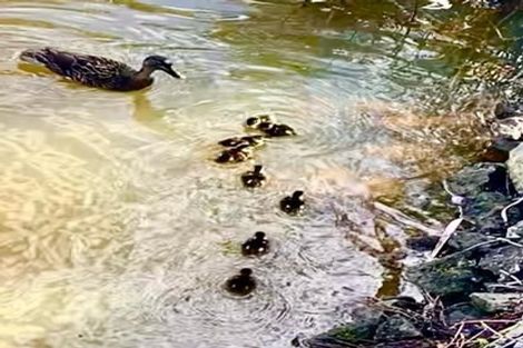 Photo of property in 15 Alderton Drive, Kerikeri, 0230