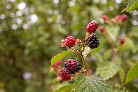 Photo of property in 19 Courtenay Street, St Albans, Christchurch, 8014