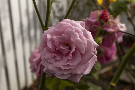 Photo of property in 131 Charles Street, Blenheim, 7201