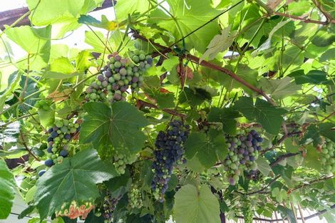 Photo of property in 120 Ohiro Road, Brooklyn, Wellington, 6021