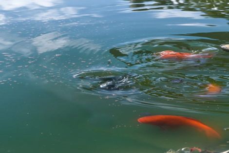 Photo of property in 5 Ethan Place, Ohauiti, Tauranga, 3112