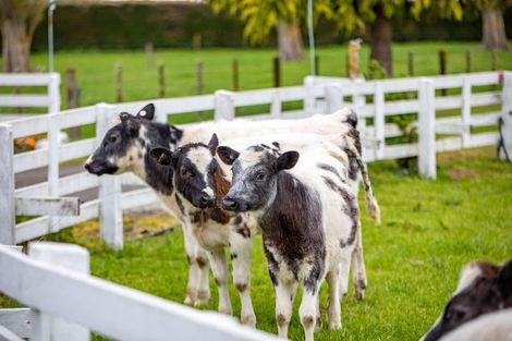 Photo of property in 976 State Highway 26, Eureka, Hamilton, 3286