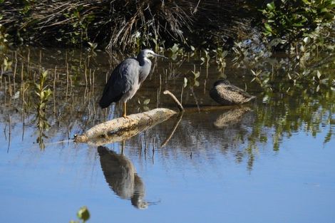 Photo of property in 21 Riverside Place, Katikati, 3129