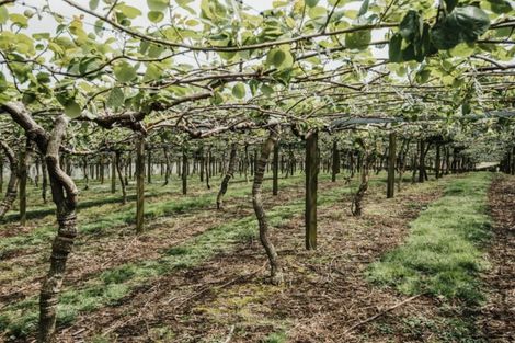 Photo of property in 568 Te Puke Highway, Te Puke, 3187