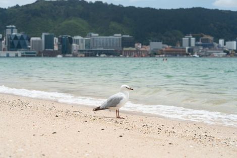 Photo of property in Kensington Apartments, 236 Oriental Parade, Oriental Bay, Wellington, 6011