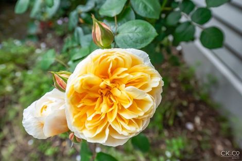 Photo of property in 19 Hinau Street, Woburn, Lower Hutt, 5010