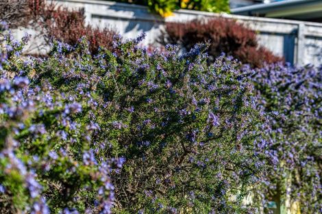 Photo of property in 41 John Burke Drive, Aotea, Porirua, 5024