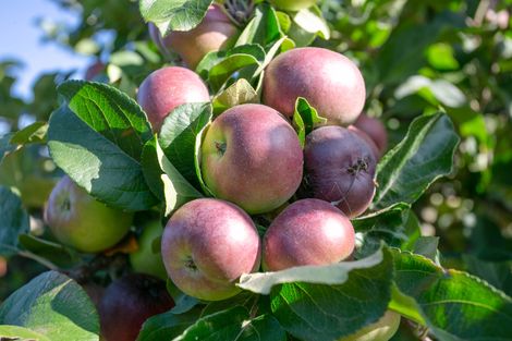 Photo of property in 24 Jasmine Place, Cambridge, 3434