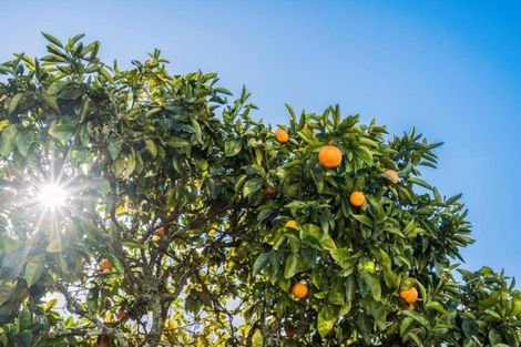 Photo of property in 11 Maire Street, Tikipunga, Whangarei, 0112