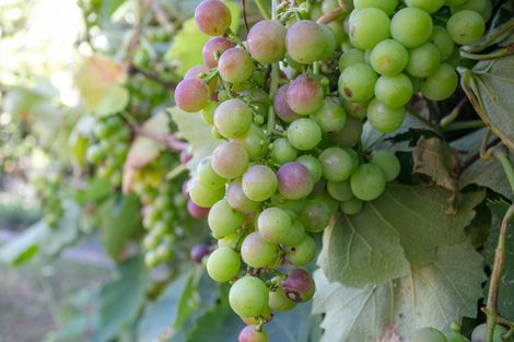 Photo of property in 24 Jasmine Place, Cambridge, 3434