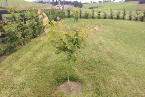 Photo of property in 320 Pokuru Road, Pokuru, Te Awamutu, 3875