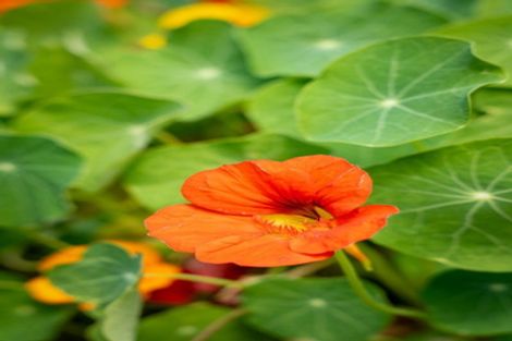 Photo of property in 51 Longspur Avenue, Wigram, Christchurch, 8025