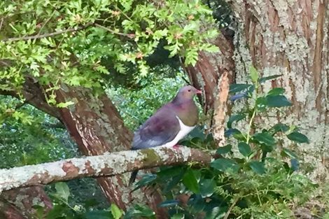 Photo of property in 4 Tranquil Glade, Hillcrest, Auckland, 0627