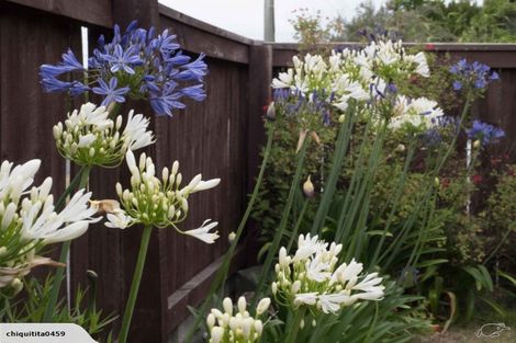 Photo of property in 2/97 Geraldine Street, Edgeware, Christchurch, 8013