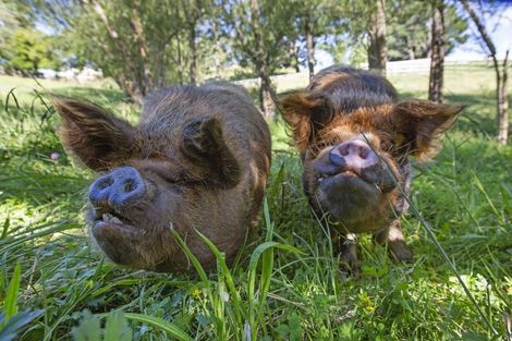 Photo of property in 615 Rotowaro Road, Huntly, 3771