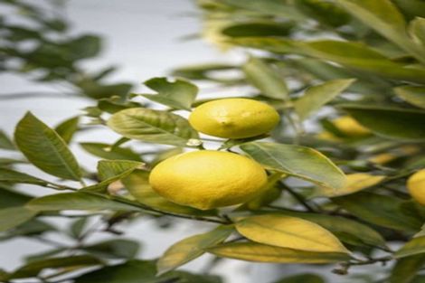 Photo of property in 4/28 Brynley Street, Hornby, Christchurch, 8042