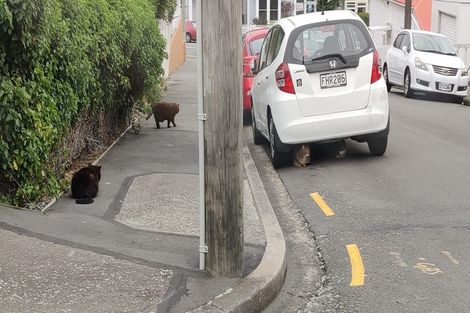 Photo of property in 129 Constable Street, Newtown, Wellington, 6021