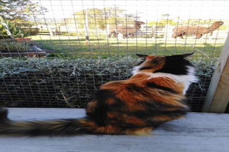 Photo of property in 12 Jeffs Road, Mangatawhiri, Pokeno, 2471