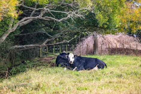 Photo of property in 18 Duck Road, Rotokauri, Hamilton, 3288