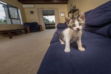 Photo of property in 147 Forest Hill Road, Henderson, Auckland, 0612