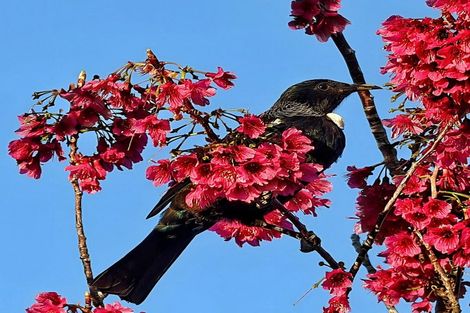 Photo of property in 16 Almond Grove, Greenhithe, Auckland, 0632