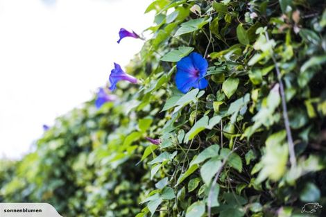 Photo of property in 1/39 Lancaster Road, Beach Haven, Auckland, 0626