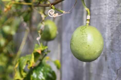 Photo of property in 9 Rata Street, Waiuku, 2123