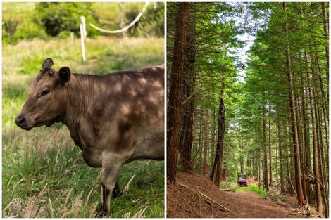 Photo of property in 200 Corbett Road, Waihi, 3681