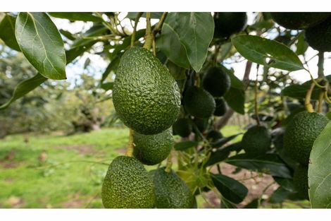 Photo of property in 472 No 3 Road, Te Puke, 3183