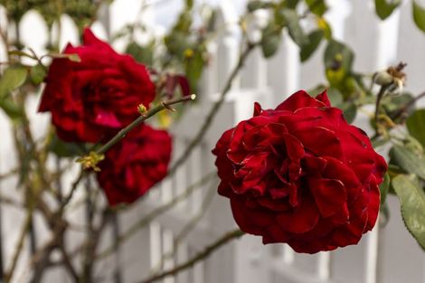 Photo of property in 131 Charles Street, Blenheim, 7201