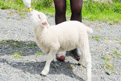 Photo of property in 162 Taylor Road, Ongaonga, 4278