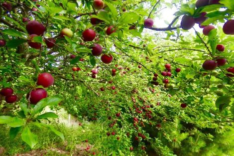 Photo of property in 338 Ngarara Road, Waikanae, 5391