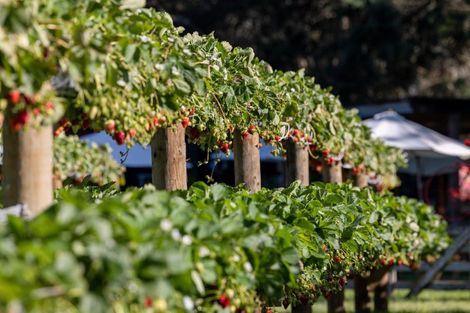 Photo of property in 529b Te Puke Highway, Te Puke, 3187