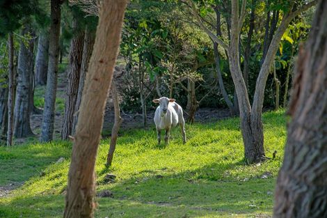 Photo of property in 69a Pipitiwai Drive, Helensville, Kaukapakapa, 0871