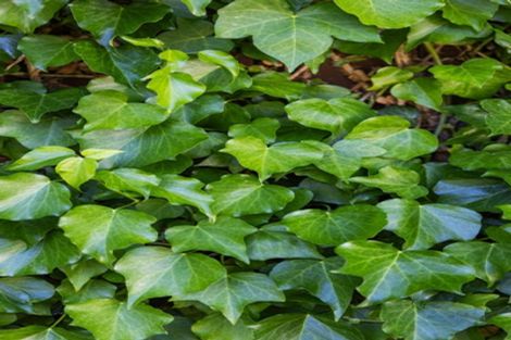 Photo of property in 4/36 Kinloch Street, St Albans, Christchurch, 8014