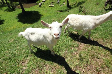 Photo of property in 182 Ohautira Road, Raglan, 3295