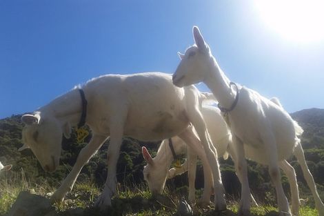 Photo of property in 260 Southernthread Road, Brooklyn, Wellington, 6021