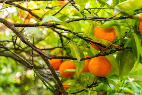 Photo of property in 82a Maunu Road, Woodhill, Whangarei, 0110