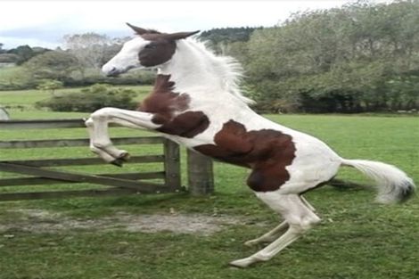 Photo of property in 346 Ireland Road, Waitoki, Kaukapakapa, 0871