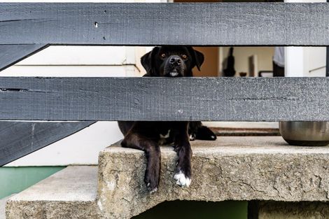 Photo of property in 25 Helleur Road, Massey, Auckland, 0614