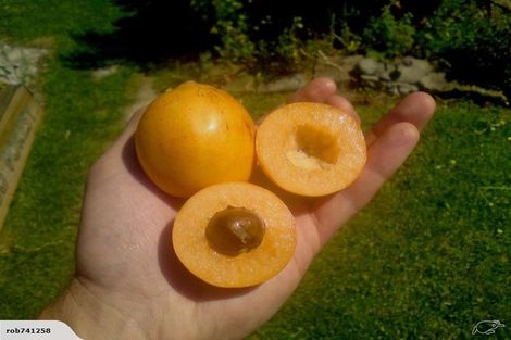 Photo of property in 55 Grey Street, Feilding, 4702