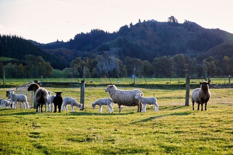 Photo of property in 399a Inland Road, Inland Road, Kaikoura, 7373