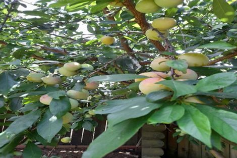 Photo of property in 6 Nettlingham Place, Te Puke, 3119