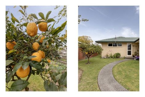 Photo of property in 18 Norrie Street, Te Puke, 3119