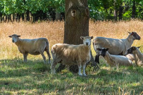 Photo of property in 448 Tancreds Road, Lincoln, Christchurch, 7672