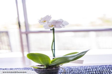 Photo of property in 1/39 Lancaster Road, Beach Haven, Auckland, 0626