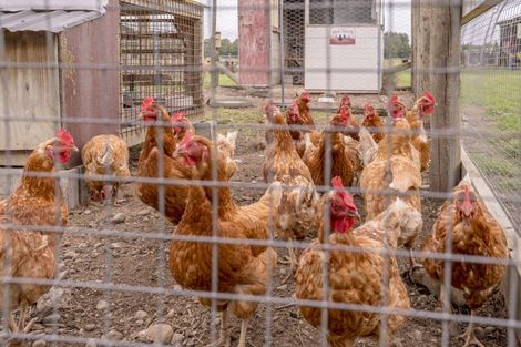 Photo of property in 1399 Hororata Dunsandel Road, Dunsandel, Leeston, 7682