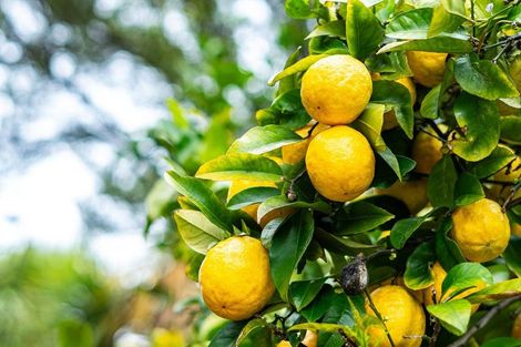 Photo of property in 8 Botany Lane, Whitby, Porirua, 5024