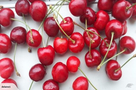 Photo of property in 15 Cressida Close, Rolleston, 7614