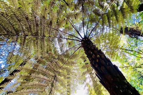 Photo of property in 600 Buffalo Road, Coromandel, 3506